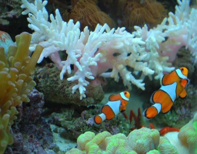 saltwater fish - amphiprion percula - true percula clownfish stocking in 60 gallons tank - 2 percula clowns swimming side by side