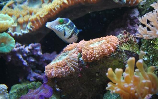 saltwater fish - canthigaster valentini - saddle valentini puffer stocking in 60 gallons tank - Valentinni's sharpnose puffer