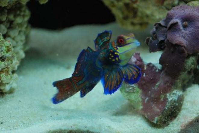 saltwater fish - synchiropus splendidus - green mandarin stocking in 60 gallons tank - Mandarin goby