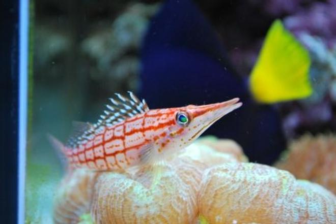 saltwater fish - oxycirrhites typus - longnose hawkfish stocking in 60 gallons tank - Long nose hawkfish (We call Marlin)