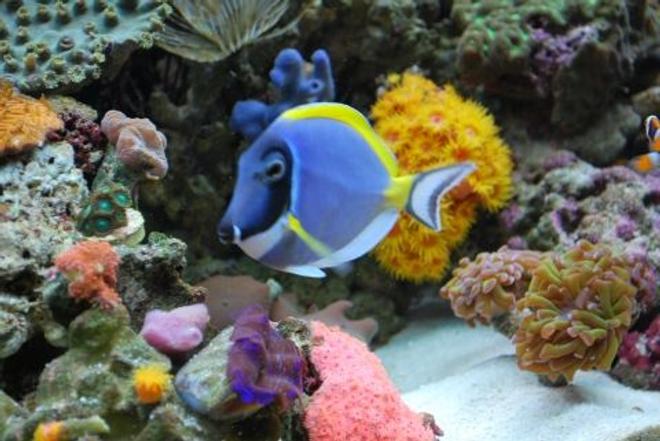 saltwater fish - acanthurus leucosternon - powder blue tang stocking in 60 gallons tank - Powder Blue Tang (We call Carmen)