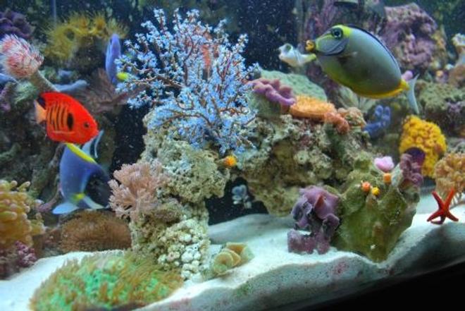 corals inverts - acalycigorgia sp. - blue sea fan stocking in 60 gallons tank - Everyone swimming around like rush hour traffic on the 57 freeway