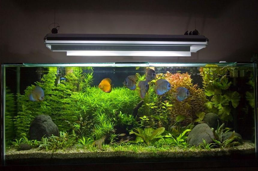 Rated #3: 100 Gallons Planted Tank - My 450 Litre Planted Discus Tank