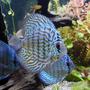freshwater fish - blue turquoise discus stocking in 100 gallons tank - A Turquoise Discus in the foreground and a couple of Blue Diamond Discus in the background.