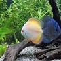 freshwater fish - symphysodon sp. - marlboro discus stocking in 100 gallons tank - A Blue Diamond Cross and Marlboro Orange Discus.