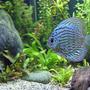 freshwater fish - blue turquoise discus stocking in 100 gallons tank - A Blue Turquoise Discus Fish.