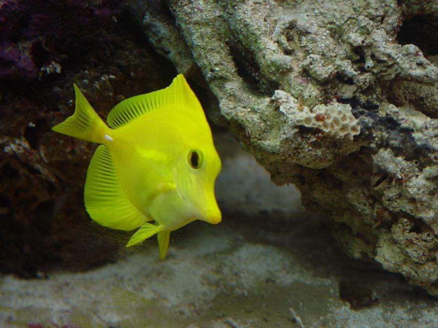 Rated #22: Saltwater Fish - Zebrasoma Flavescens - Yellow Tang - Hawaii Stocking In 75 Gallons Tank - Yellow Tang