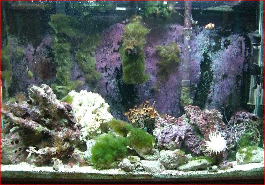 Rated #229: 50 Gallons Reef Tank - the tank i have now
