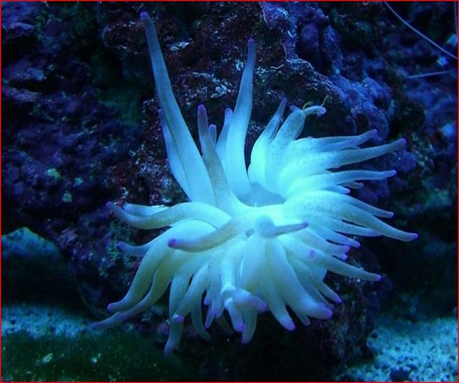 corals inverts - condylactis gigantea - condy anemone stocking in 50 gallons tank - anemone
