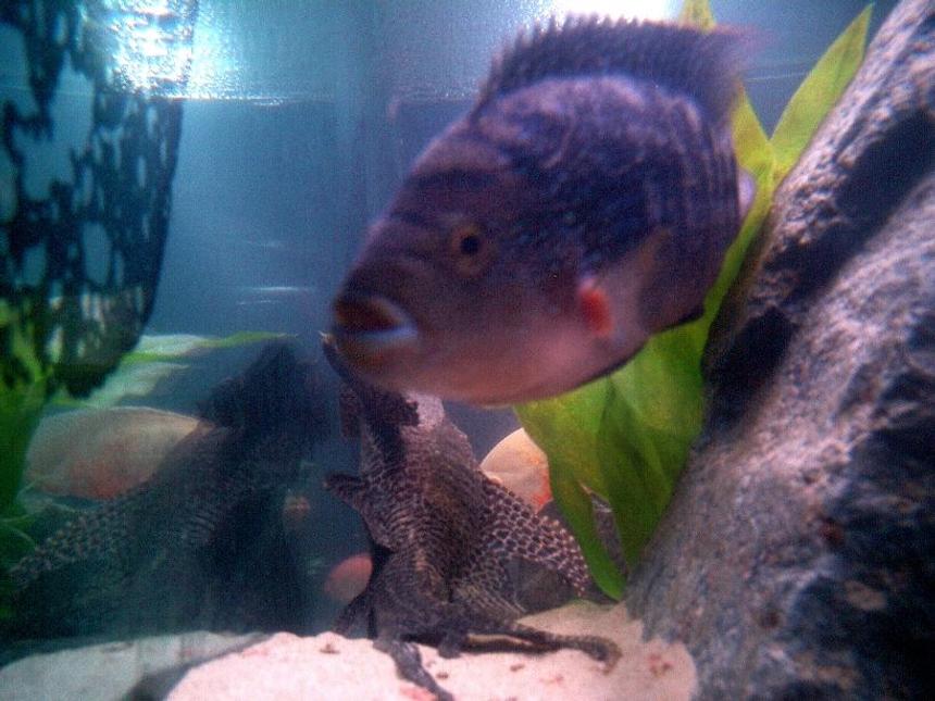 Rated #91: Freshwater Fish - Nandopsis Octofasciatum - Jack Dempsey Stocking In 135 Gallons Tank - Jack Dempsey and Pleco