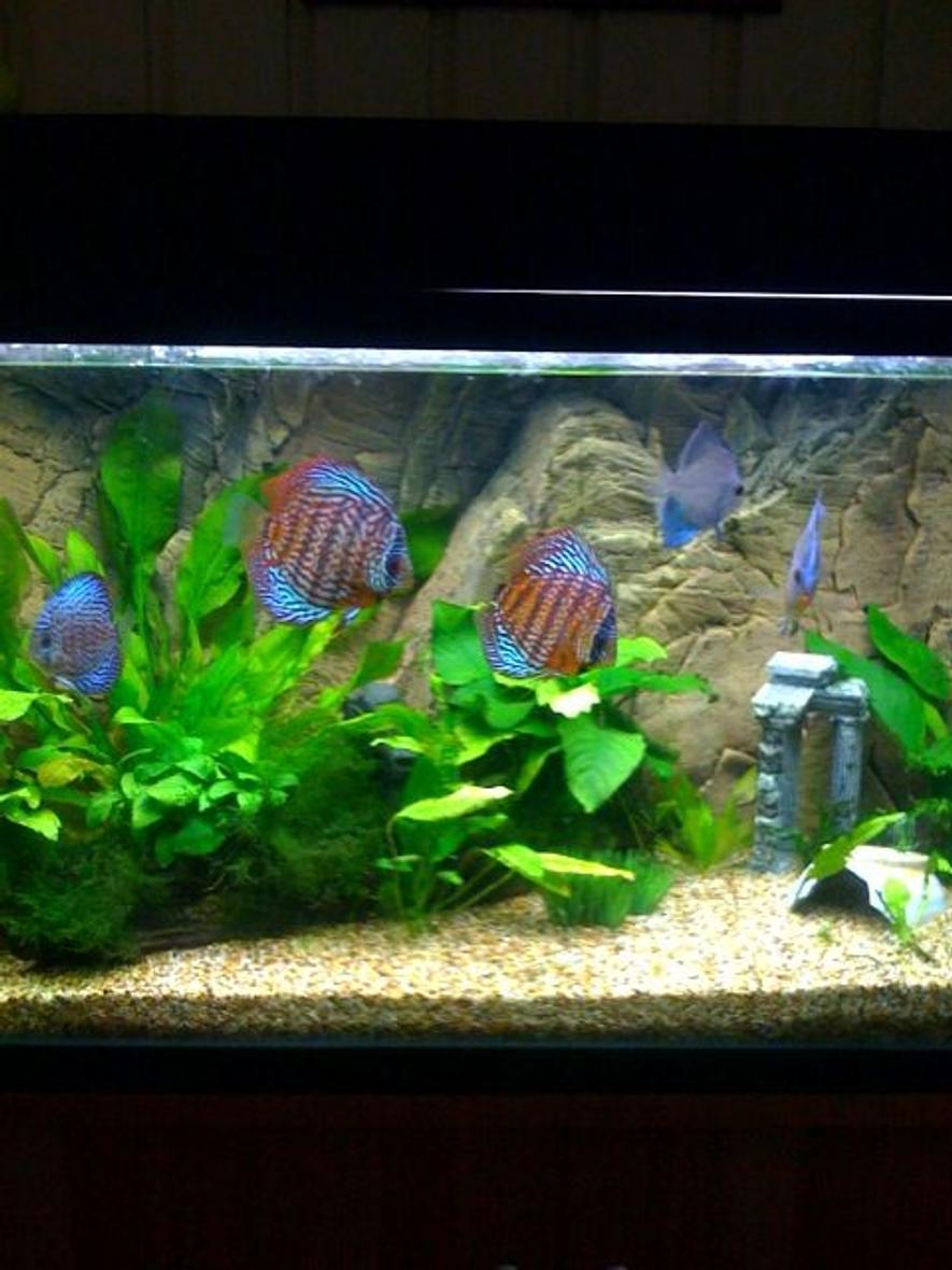 Rated #42: 75 Gallons Freshwater Fish Tank - My four foot aqua one tank with discus and tetras...as well as some rare catfish!

It is 300 liters (75gal) approx