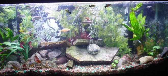 55 gallons freshwater fish tank (mostly fish and non-living decorations) - I think some good changes have been made
