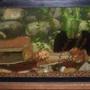 fish tank picture - I've updated my tank.Put in 2 pumps.1 at bottom left and 1 at top right to keep water moving.I've also took out the seashell stuff and added driftwood ant a couple more shelfs.Made the tank more natural looking.