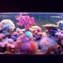 75 gallons reef tank (mostly live coral and fish) - 280ltr Reef Tank
