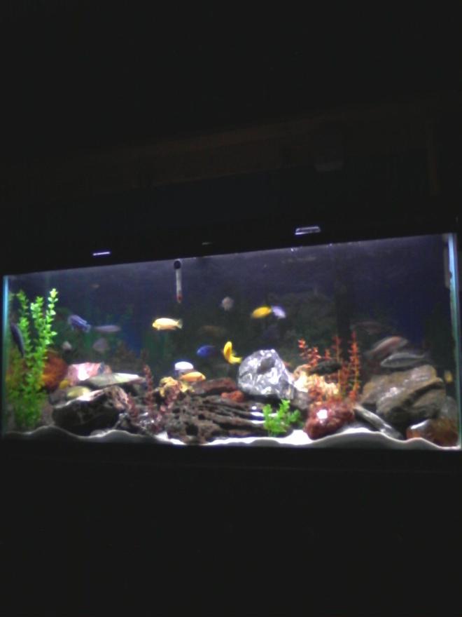 55 gallons freshwater fish tank (mostly fish and non-living decorations) - my first tank 55 gallon african chilid