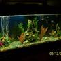 55 gallons freshwater fish tank (mostly fish and non-living decorations) - Freshwater Community Tank