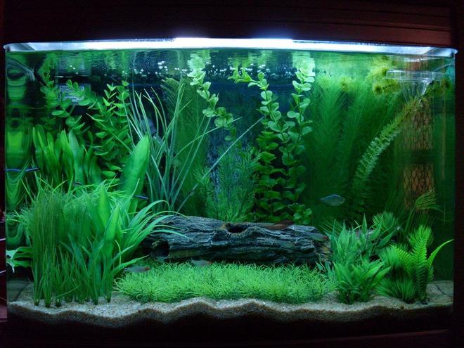 24 gallons planted tank (mostly live plants and fish) - Newly refurbished tank - and new camera!