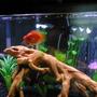 freshwater fish - heros severus x amphilophus citrinellum - blood parrot stocking in 55 gallons tank - Blood Parrot