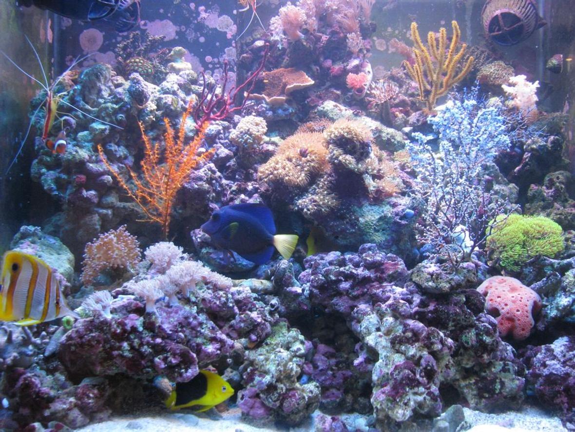 75 gallons reef tank (mostly live coral and fish) - 300l reef tank
