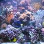 75 gallons reef tank (mostly live coral and fish) - 300l reef tank