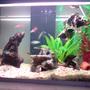 14 gallons freshwater fish tank (mostly fish and non-living decorations) - the new verson of me tank after i changed it round