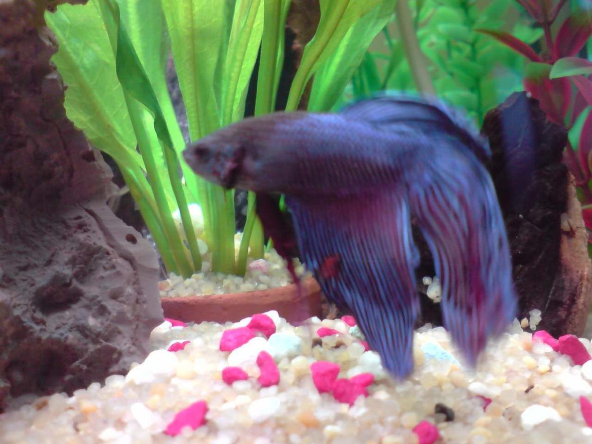 freshwater fish - betta splendens - betta - male stocking in 14 gallons tank - my fighter