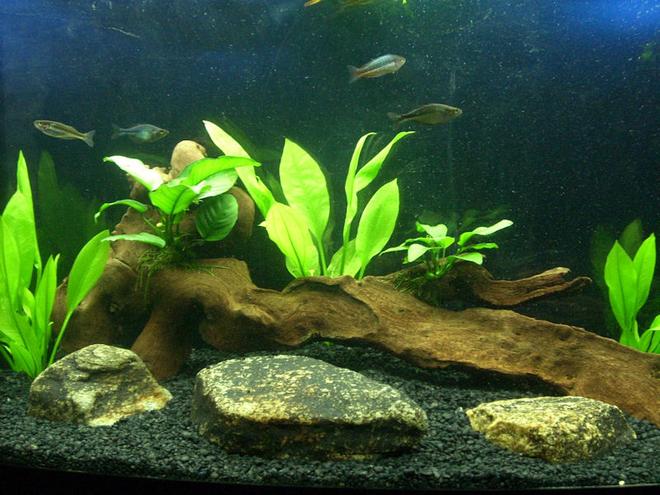 72 gallons planted tank (mostly live plants and fish) - 72 bowfront amazon swords and anubias lowtech