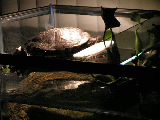 corals inverts stocking in 90 gallons tank - Sleepy Myrtle zzzzzzzz