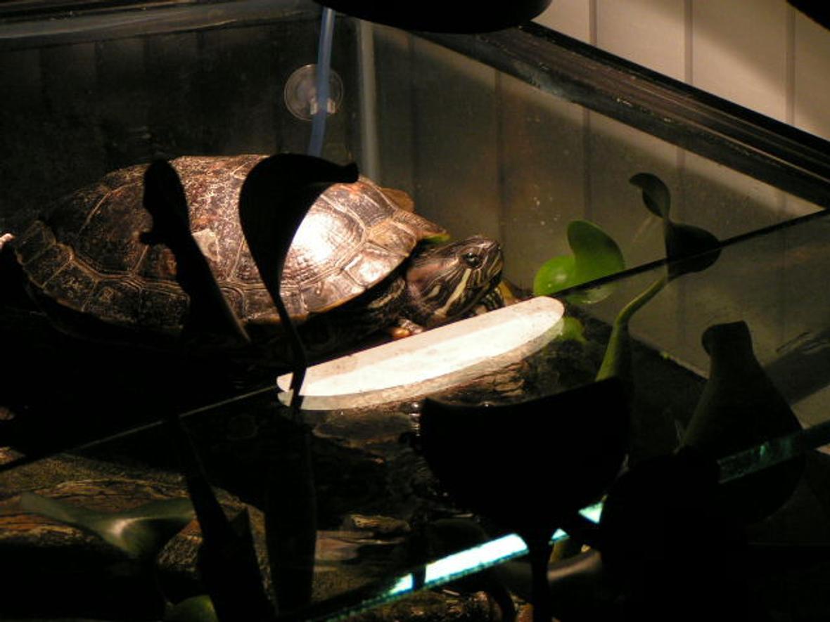 corals inverts stocking in 90 gallons tank - Miss Myrtle aka Ol' Blue Eyes