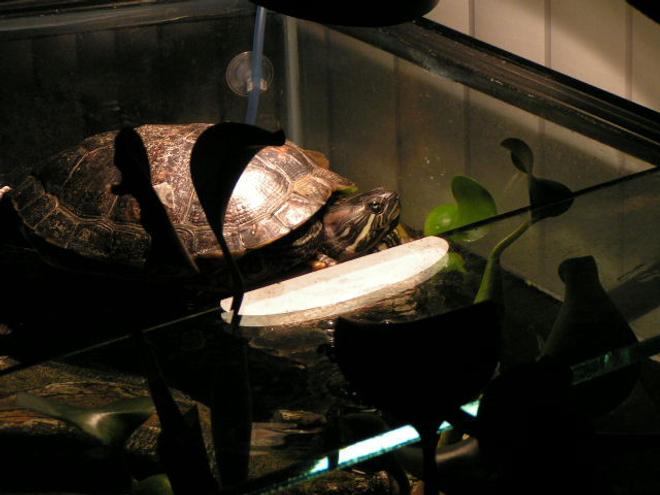 corals inverts stocking in 90 gallons tank - Miss Myrtle aka Ol' Blue Eyes