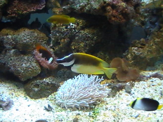 saltwater fish - siganus vulpinus - foxface lo stocking in 95 gallons tank - Foxface Lo, Clownfish, Dusky Dottyback & Angle Fish