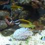 saltwater fish - siganus vulpinus - foxface lo stocking in 95 gallons tank - Foxface Lo, Clownfish, Dusky Dottyback & Angle Fish