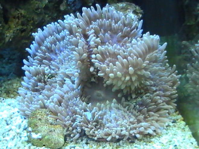 corals inverts - heteractis crispa - sebae anemone stocking in 95 gallons tank - Bubble Tip Anemone