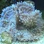 corals inverts - heteractis crispa - sebae anemone stocking in 95 gallons tank - Bubble Tip Anemone