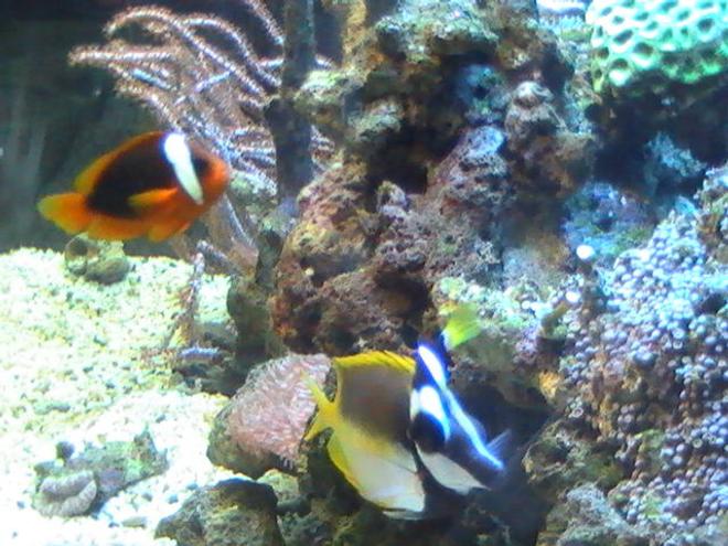 saltwater fish - amphiprion frenatus - tomato clownfish stocking in 95 gallons tank - Foxface Lo & Clownfish