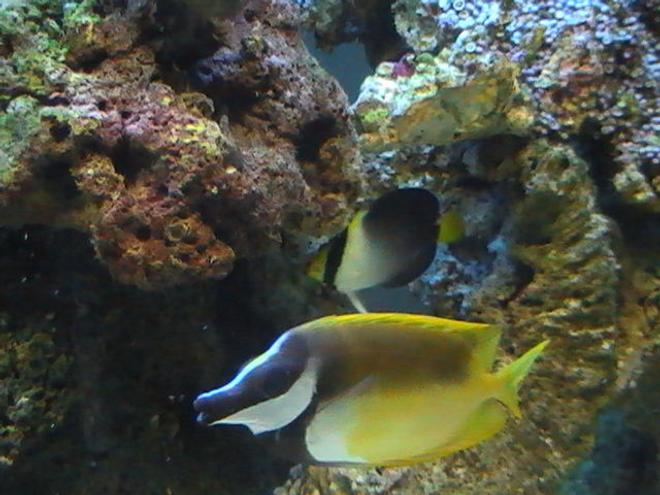 saltwater fish - siganus vulpinus - foxface lo stocking in 95 gallons tank - Foxface lo & Angle Fish