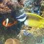 saltwater fish - siganus vulpinus - foxface lo stocking in 95 gallons tank - Foxface lo & tomato Clownfish