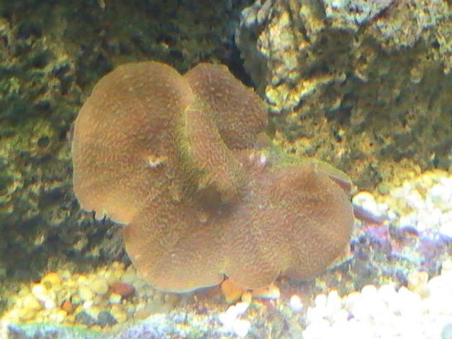 corals inverts - actinodiscus sp. - red mushroom stocking in 95 gallons tank - Coral