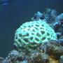 corals inverts - favites sp. - moon brain coral stocking in 95 gallons tank - Brain Coral