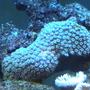 corals inverts - xenia sp. - waving hand, thick stem stocking in 95 gallons tank - Coral