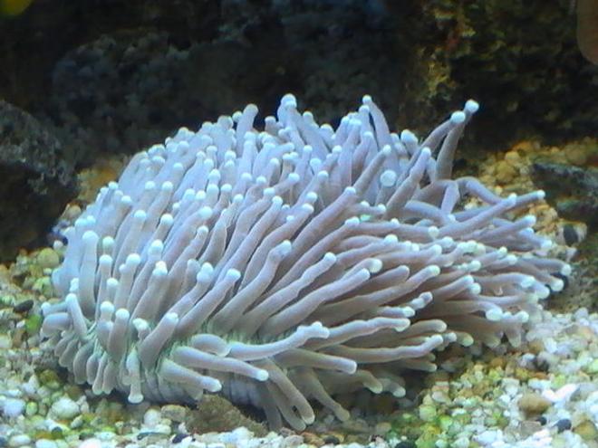 corals inverts - heliofungia actiniformis - plate coral, long tentacle stocking in 95 gallons tank - Fungi