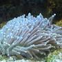 corals inverts - heliofungia actiniformis - plate coral, long tentacle stocking in 95 gallons tank - Fungi