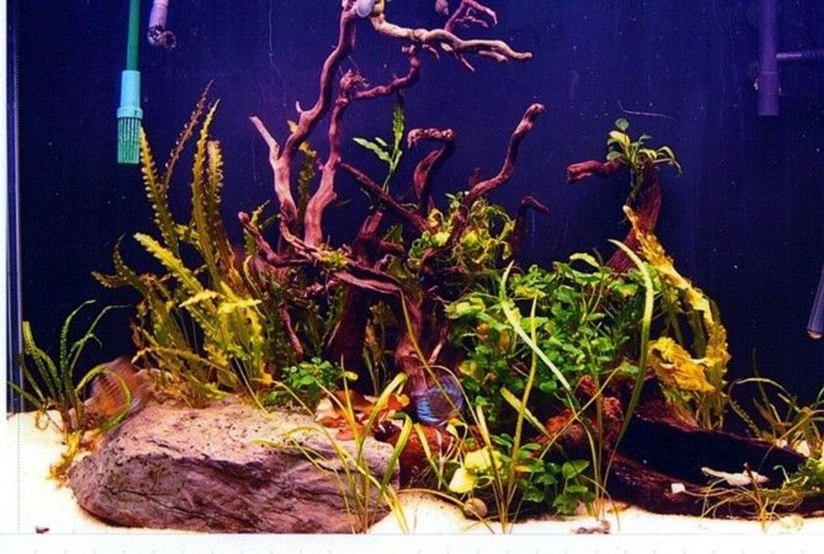 90 gallons planted tank (mostly live plants and fish) - 90 gal 'Amazon' tank with 14 turquoise discus, 10 dwarf corys, 8 dwarf cichlids and a flash pleco; also Amano shrimp, snails and dwarf crayfish