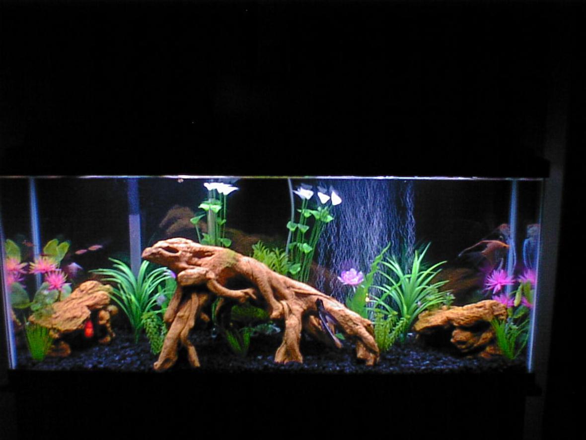 55 gallons freshwater fish tank (mostly fish and non-living decorations) - 55 gallon
