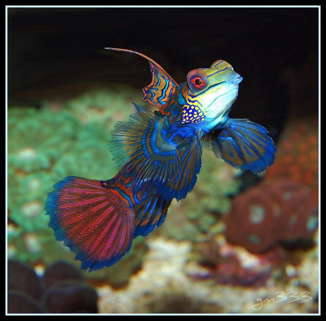 saltwater fish - synchiropus splendidus - green mandarin stocking in 135 gallons tank - A pic of my Green mandarin fully exposed.