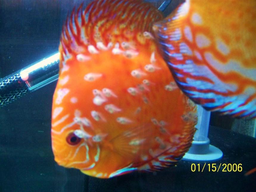 Rated #19: Freshwater Fish - Symphysodon Sp. - Royal Red Discus Stocking In 66 Gallons Tank - discus with young