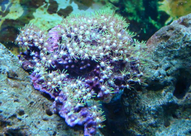 corals inverts - briareum sp. - starburst polyp stocking in 55 gallons tank - star polyps