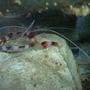 corals inverts - stenopus hispidus - banded coral shrimp stocking in 55 gallons tank - coralbanded shrimp, from back of tank