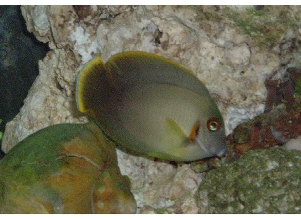 saltwater fish - acanthurus dussumieri - dussumieri tang stocking in 55 gallons tank - tang i no longer have
