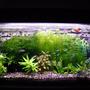 46 gallons planted tank (mostly live plants and fish) - My fish Tank